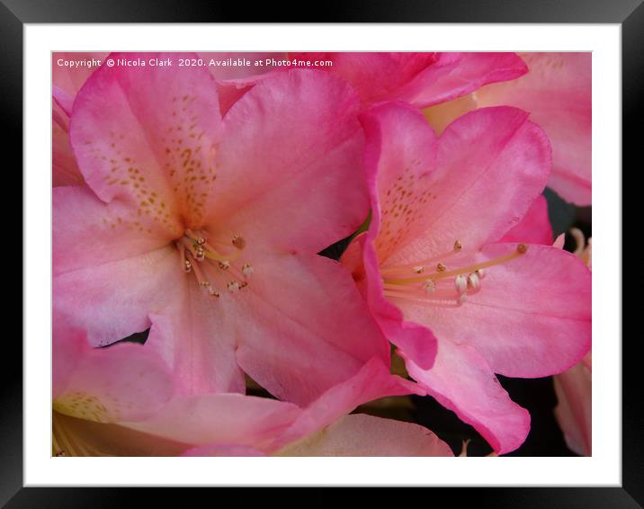 Pink Rhododendron Framed Mounted Print by Nicola Clark