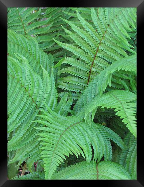 Ferns Framed Print by Nicola Clark