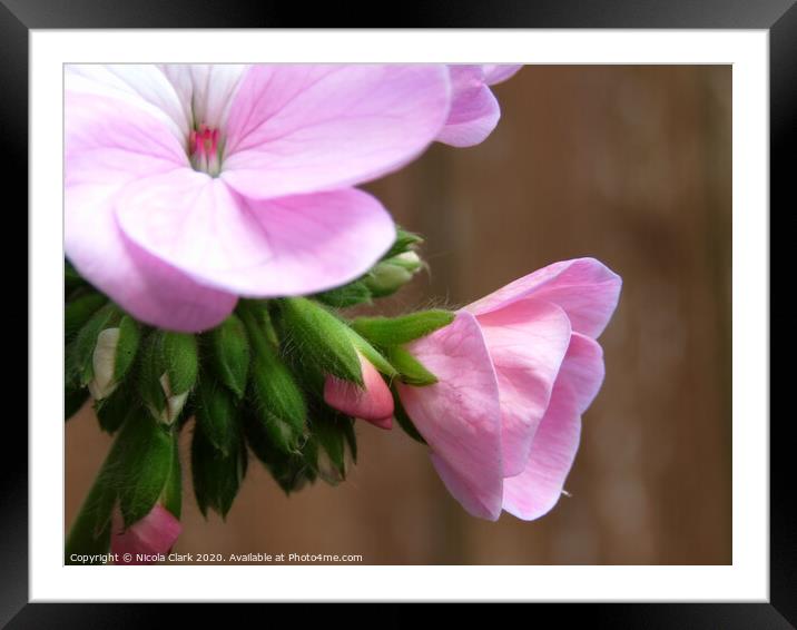 Pink Pelargonium Framed Mounted Print by Nicola Clark