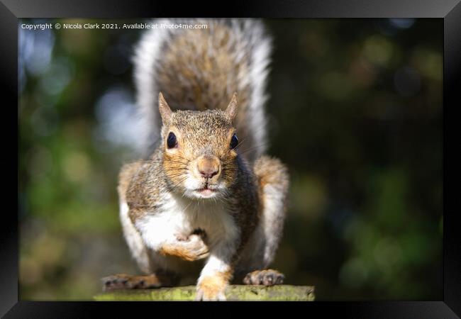 Majestic Grey Squirrel Framed Print by Nicola Clark