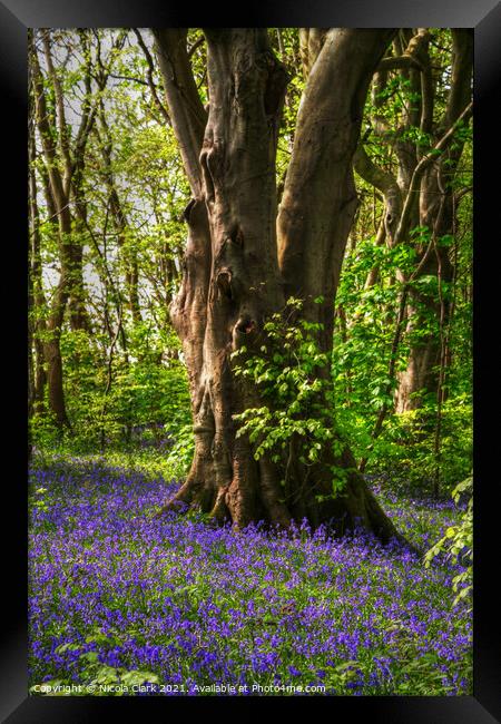 Enchanted Bluebell Haven Framed Print by Nicola Clark