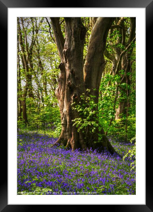 Enchanted Bluebell Haven Framed Mounted Print by Nicola Clark