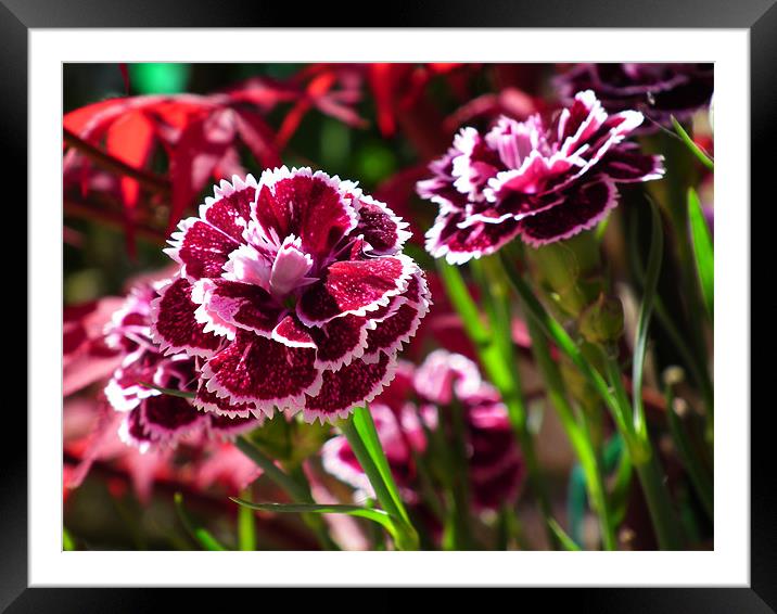 Dianthus In Bloom Framed Mounted Print by Ian Coleman