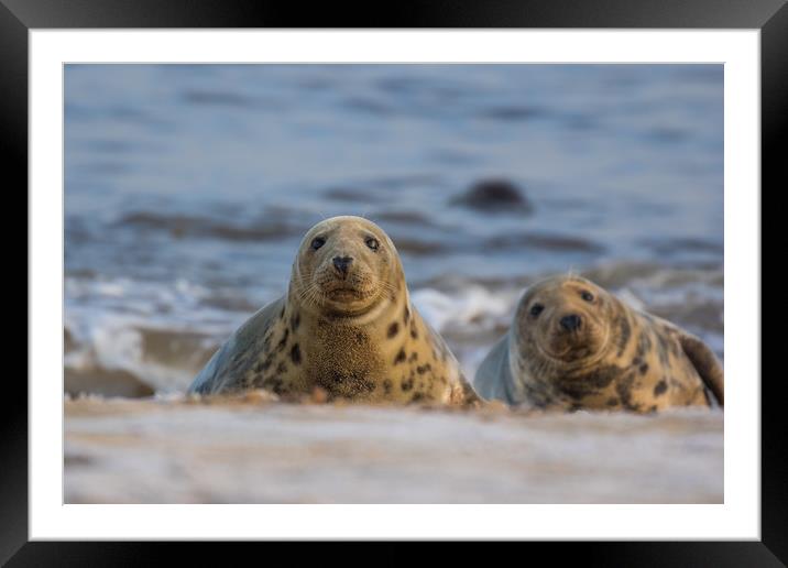 Grey Seal Framed Mounted Print by Allan Thornhill