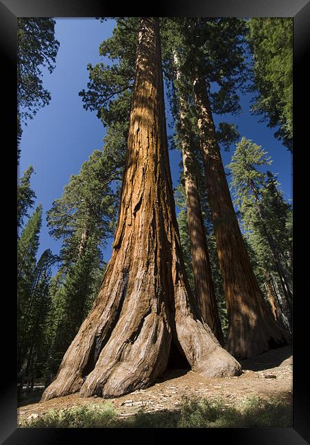 Giant Sequoia Framed Print by Michael Treloar