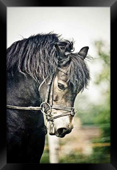 Exmoor Pony Framed Print by tony golding