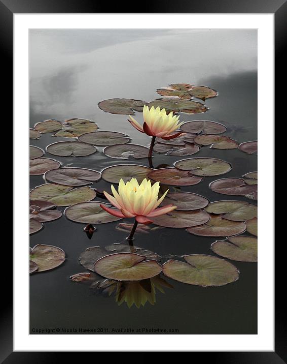 Yellow Water Lily Framed Mounted Print by Nicola Hawkes