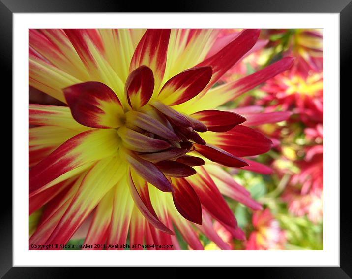 Red and Yellow Dahlia Framed Mounted Print by Nicola Hawkes