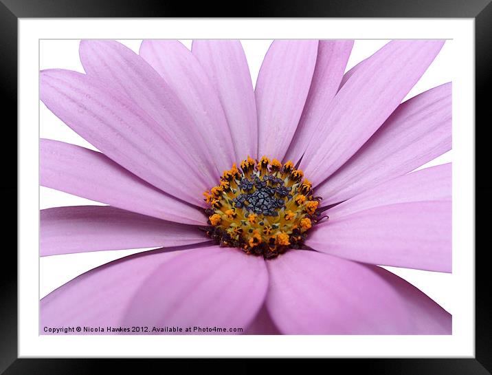African Daisy Framed Mounted Print by Nicola Hawkes