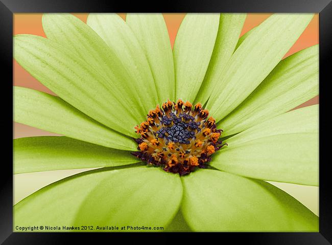 African Daisy (Green Version) Framed Print by Nicola Hawkes
