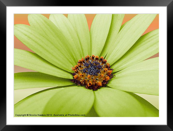 African Daisy (Green Version) Framed Mounted Print by Nicola Hawkes