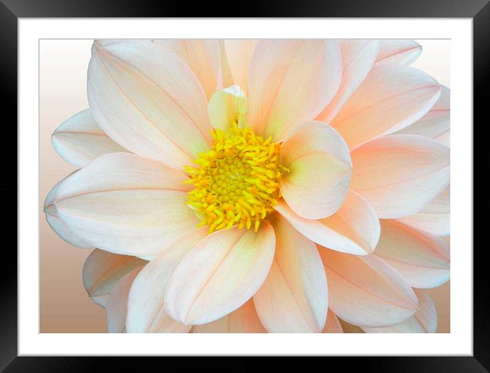 Salmon Pink Dahlia Framed Mounted Print by Nicola Hawkes
