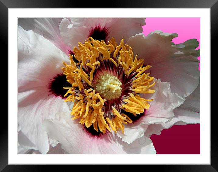 Pink Peony (peonia) Framed Mounted Print by Nicola Hawkes