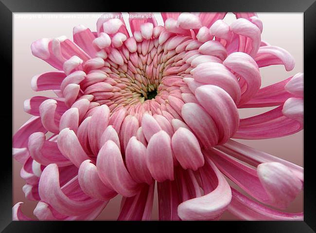  Pink Chrysanthemum  Framed Print by Nicola Hawkes
