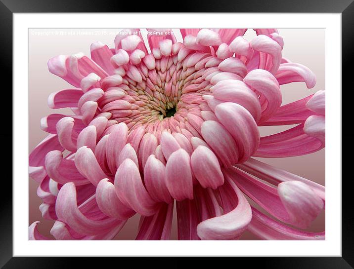  Pink Chrysanthemum  Framed Mounted Print by Nicola Hawkes
