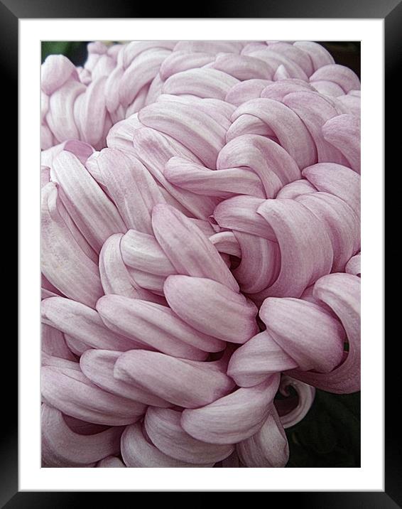 Pink Chrysanthemum Framed Mounted Print by Nicola Hawkes