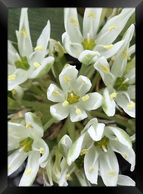 White Flowers Framed Print by Nicola Hawkes