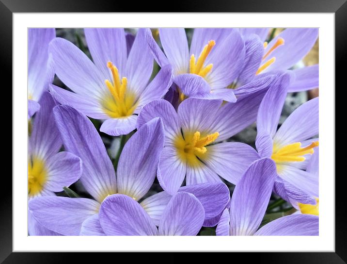 Crocuses Framed Mounted Print by Nicola Hawkes