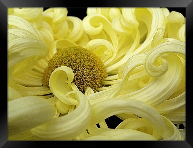 Curly Yellow Chrysanthemum Framed Print by Nicola Hawkes