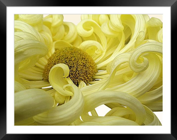 Yellow Chrysanthemum Framed Mounted Print by Nicola Hawkes