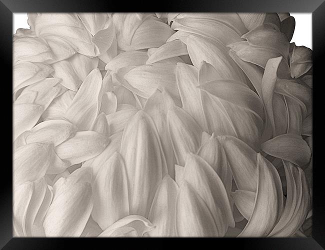 White Chrysanthemum Framed Print by Nicola Hawkes