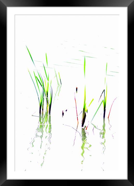 Water Reeds Framed Mounted Print by Ian Coyle