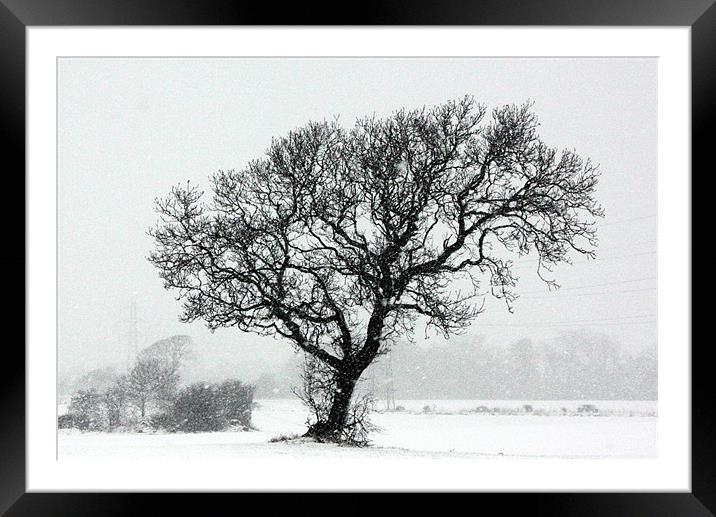 Springtime in Scotland Framed Mounted Print by Ian Coyle