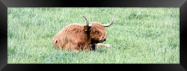 A Coo Cooling Framed Print by Ian Coyle