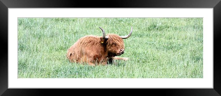 A Coo Cooling Framed Mounted Print by Ian Coyle