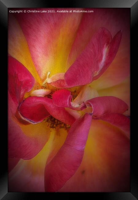 Rose Petals In Summer Framed Print by Christine Lake