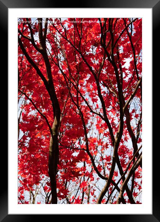 Red Leaves Of Autumn Framed Mounted Print by Christine Lake