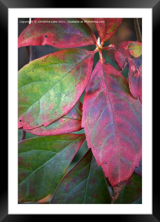 The Beauty Of Natures Colours Framed Mounted Print by Christine Lake