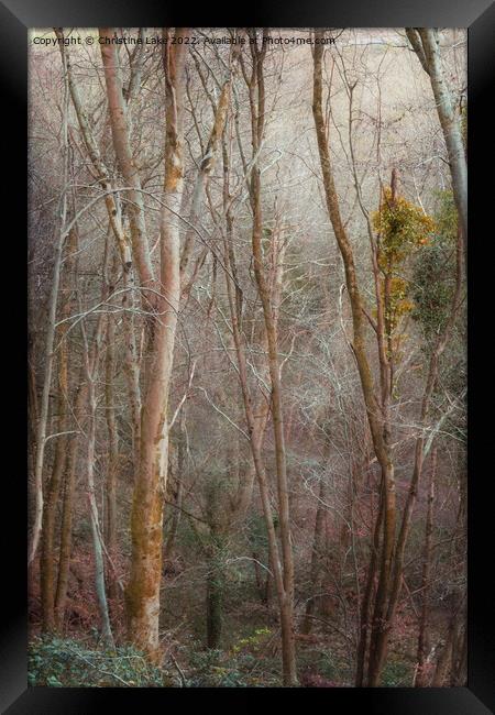 Woodland Dream Framed Print by Christine Lake