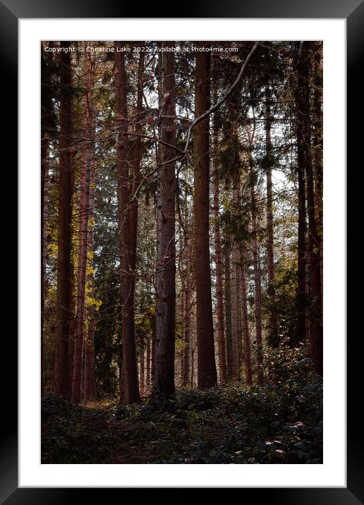 Tall Trees Framed Mounted Print by Christine Lake