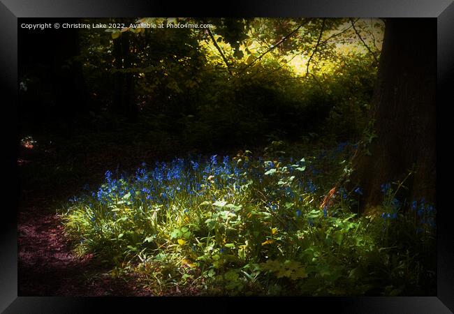 Bluebells In Sunlight Framed Print by Christine Lake