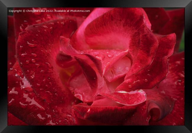 Natures Teardrops Framed Print by Christine Lake