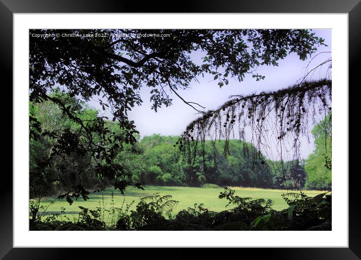 Field Of Trees Framed Mounted Print by Christine Lake