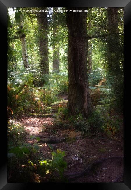 The Sunlit Path Framed Print by Christine Lake