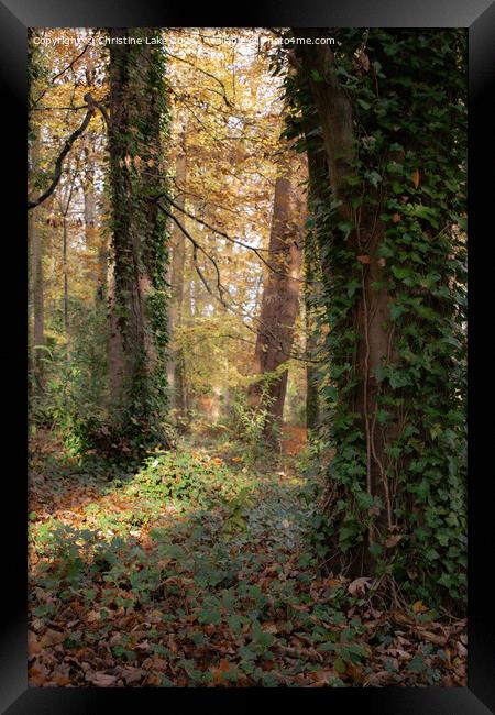 Sunlit Trail Framed Print by Christine Lake