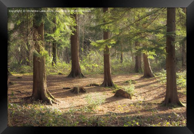 Forest Sunlight Framed Print by Christine Lake