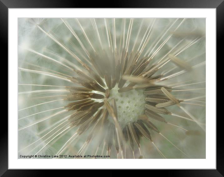 Wind Blown Framed Mounted Print by Christine Lake