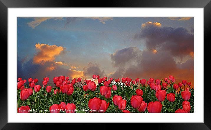 Forever Tulips Framed Mounted Print by Christine Lake
