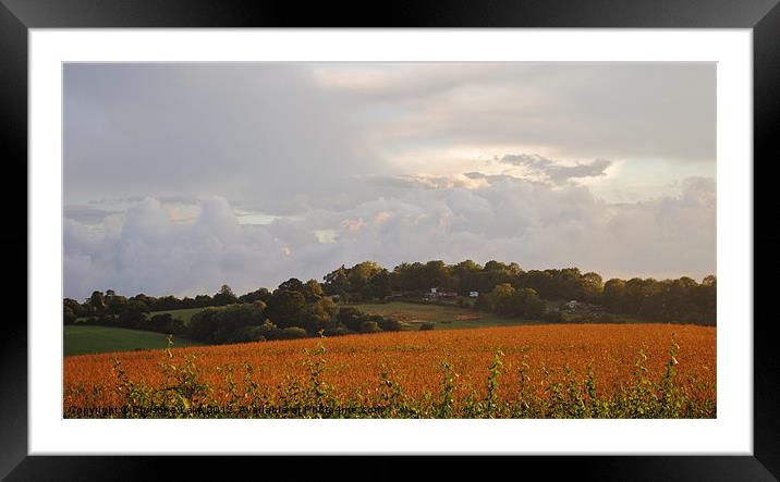 Storm Clouds Over Cornfield Framed Mounted Print by Christine Lake