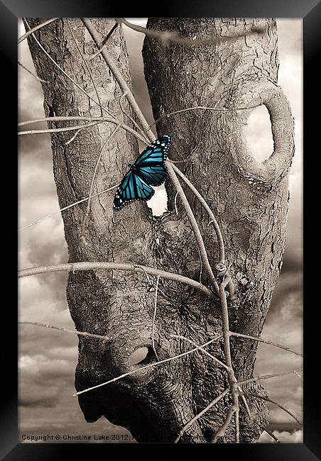 Butterfly Blue Framed Print by Christine Lake