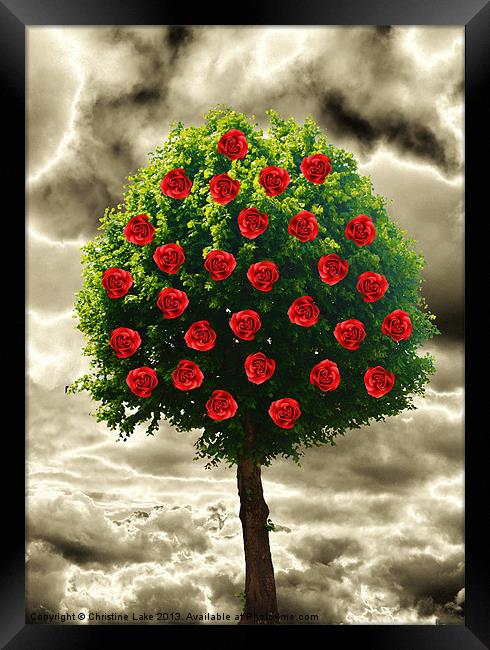 Lollipop Rosetree Framed Print by Christine Lake