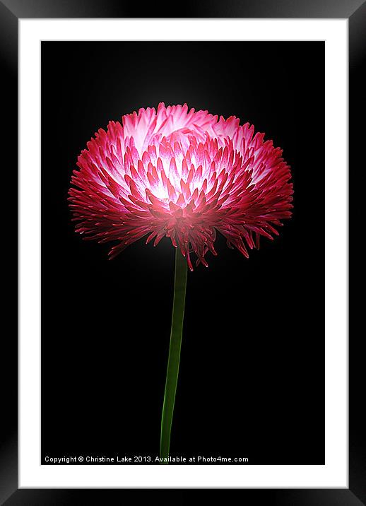 Clover Red Framed Mounted Print by Christine Lake