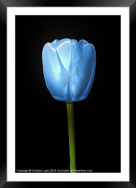 Tulip Blue Framed Mounted Print by Christine Lake