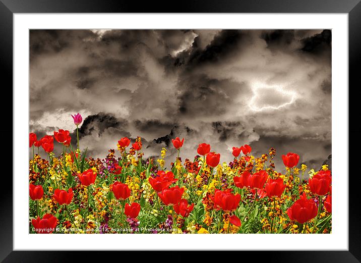 Tulips Galore Framed Mounted Print by Christine Lake