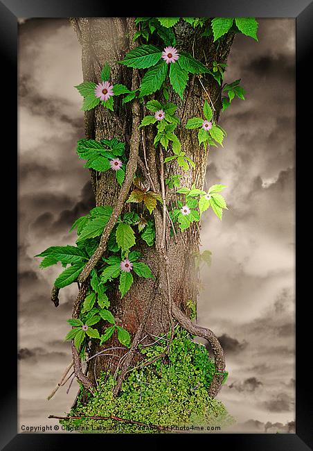 The Spring Tree Framed Print by Christine Lake