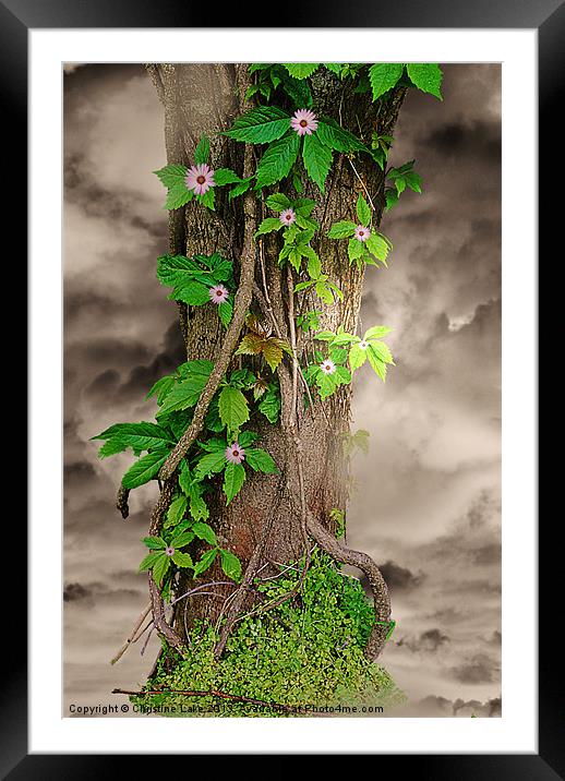 The Spring Tree Framed Mounted Print by Christine Lake